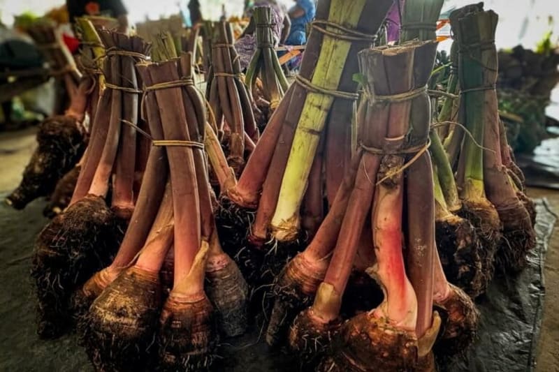 Vanuatu Brings Back Ancient Taro to Fight Climate Change - Image 5