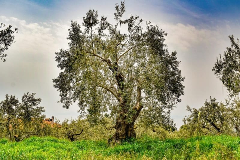 Europe Has 440M Abandoned Olive Trees—Here's the Fix - Image 2