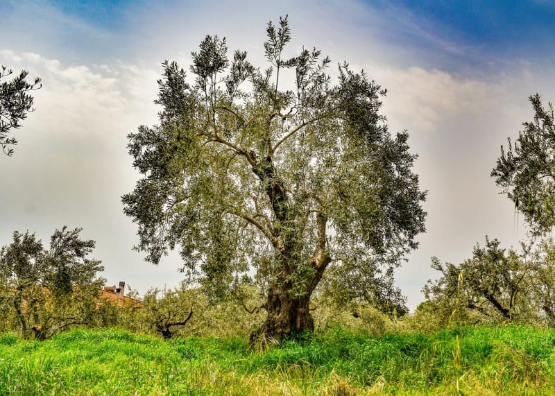 440M Abandoned Olive Trees Get Second Life in Italy