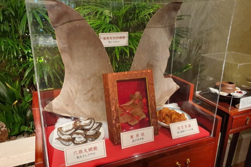 Rio de Janeiro Bans Shark Meat in 1,200 State Schools - Image 5