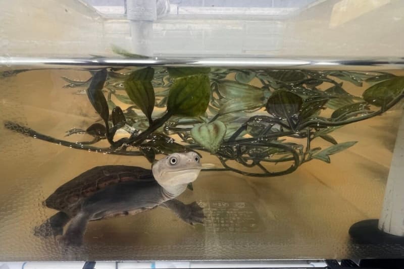 South Carolina Turtle Bank Saves 800 Endangered Species - Image 2