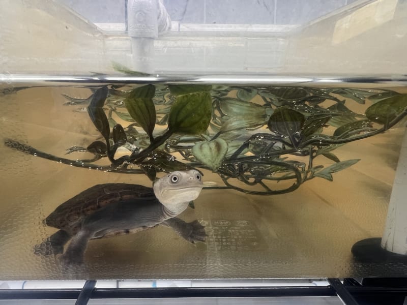 South Carolina Turtle Bank Saves 800 Endangered Species