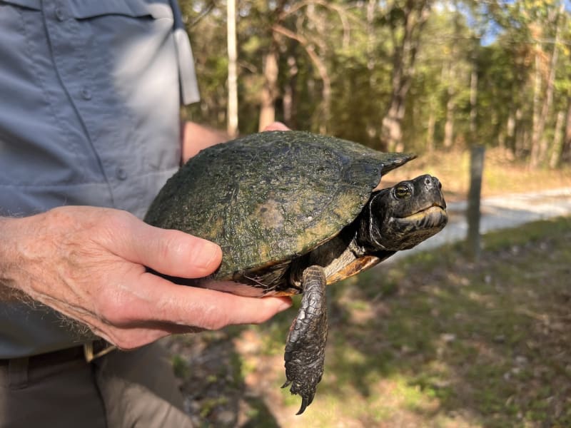 South Carolina Center Saves World's Rarest Turtles
