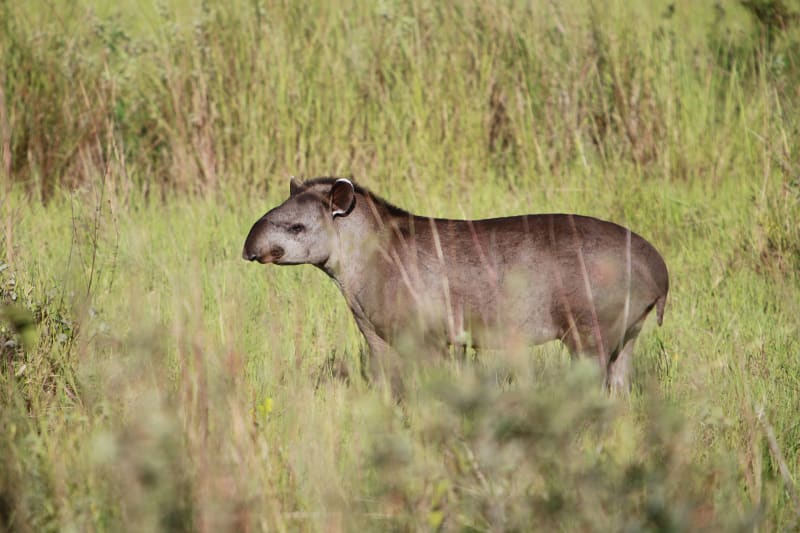 Brazil Unveils Bold Plan to Save 80% of Amazon by 2030