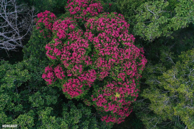 Drones Map Hidden Amazon Wildlife From the Treetops