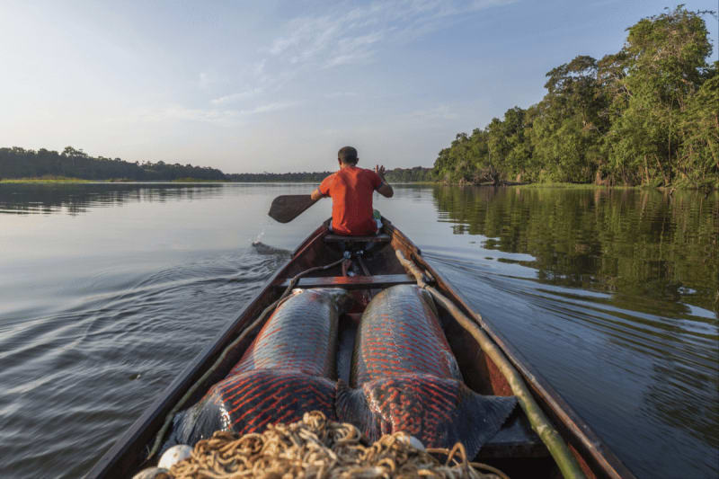 Amazon Communities Protect Fish and Save 86x More Forest