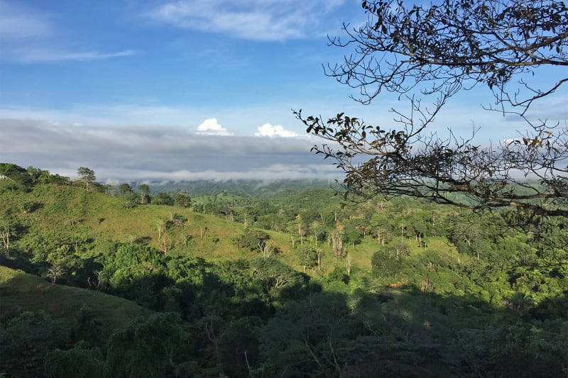 Panama Study: Nitrogen Doubles Young Forest Regrowth Speed - Image 3