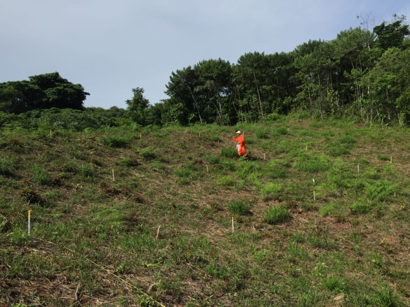 Panama Study: Nitrogen Doubles Young Forest Regrowth Speed - Image 5
