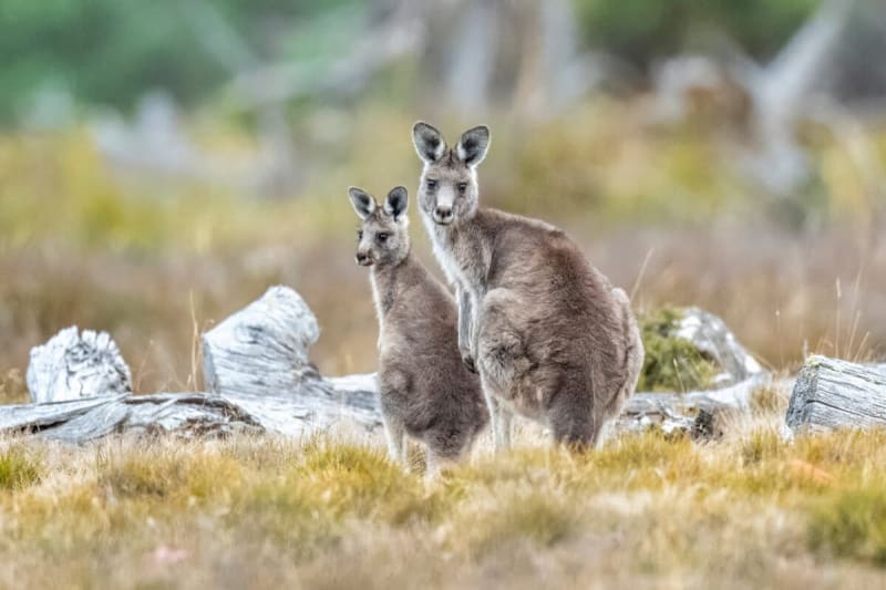 Tech Exec Invests Millions to Reverse Biodiversity Loss - Image 2