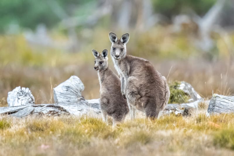 Tech Exec Invests Millions to Reverse Biodiversity Loss