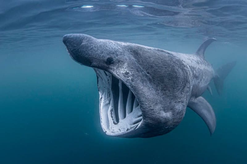 Scientists Map 816 Ocean Areas to Save Sharks and Rays - Image 2