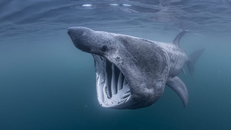 Scientists Map 816 Ocean Areas to Save Sharks and Rays