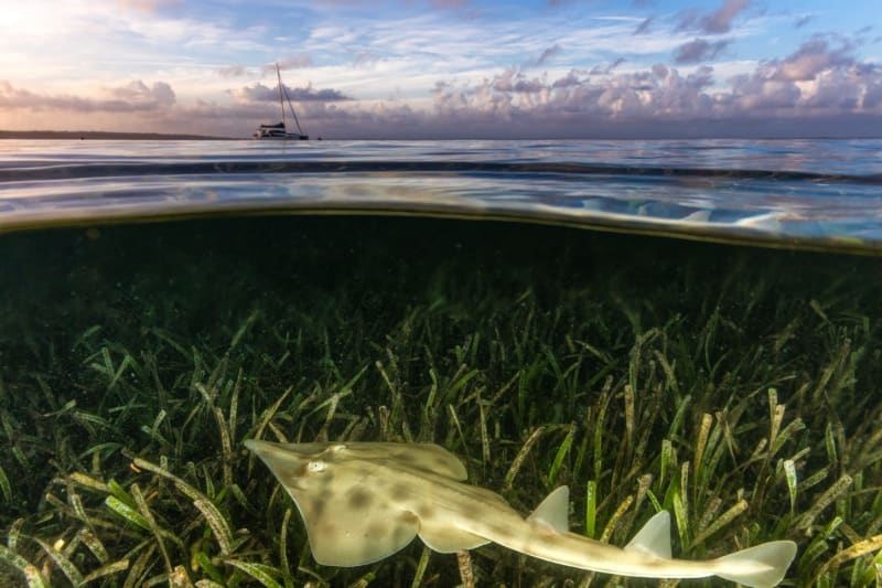 Malaysia Restores 66% of Destroyed Seagrass Meadow in 10 Years - Image 4