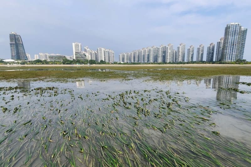 Malaysia Restores 66% of Destroyed Seagrass Meadow in 10 Years - Image 2