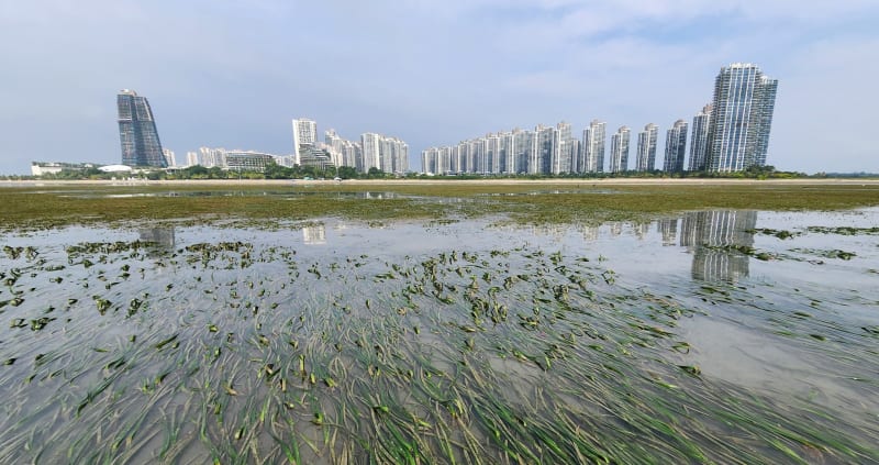 Malaysia Restores 66% of Destroyed Seagrass Meadow in 10 Years