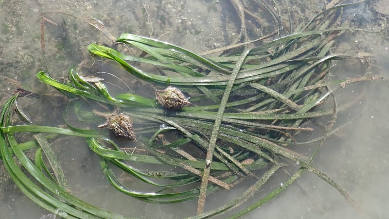 Malaysia Restores 66% of Destroyed Seagrass Meadow in 10 Years - Image 5