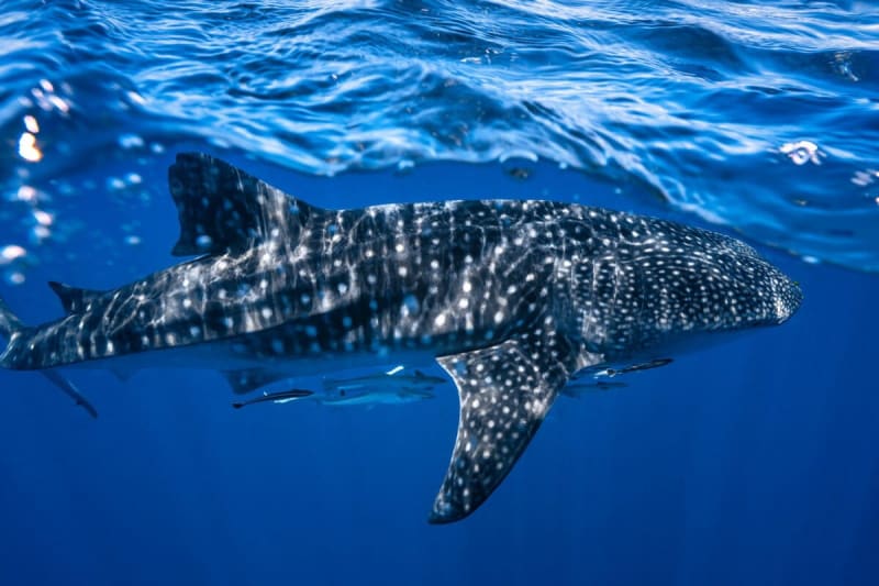 Indian Fishers Free 1,000+ Whale Sharks in 20 Years