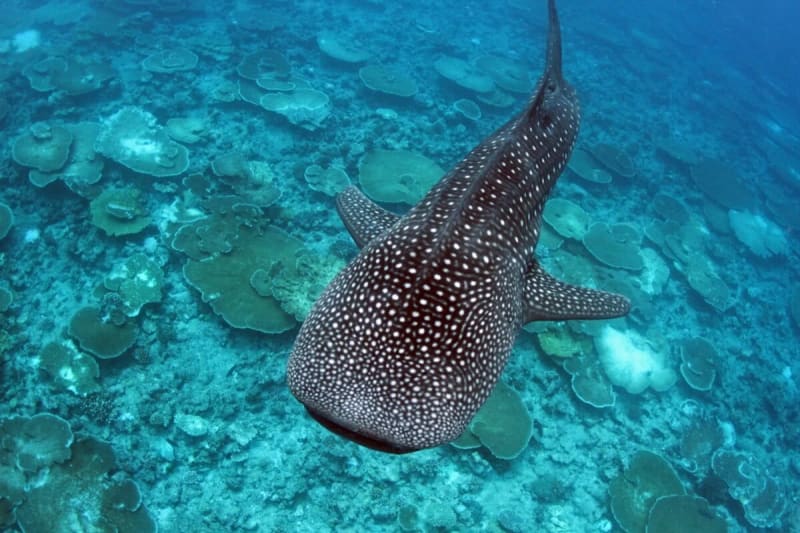 Indian Fishers Free 1,000+ Whale Sharks in 20 Years - Image 2