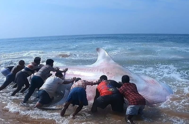 Indian Fishers Free 1,000+ Whale Sharks in 20 Years - Image 3