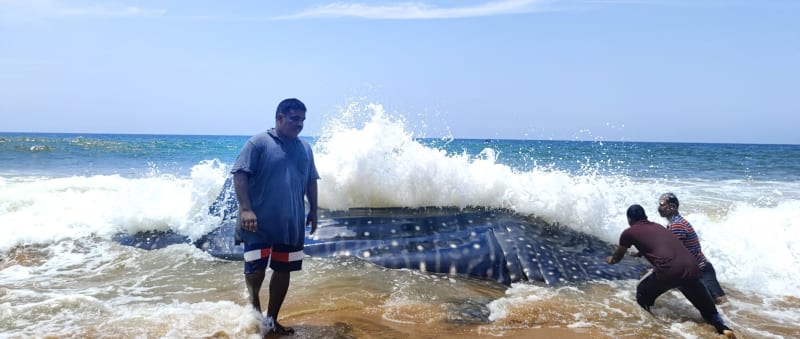 Indian Fishers Free 1,000+ Whale Sharks in 20 Years - Image 4