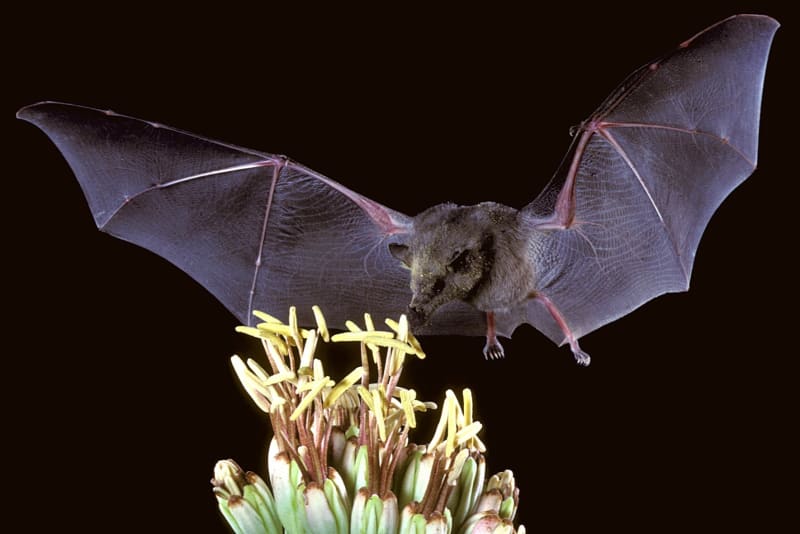 Endangered Bats Travel 100 Miles North to Find Food