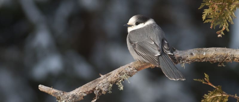 Arctic Communities Unite to Protect Earth's Carbon Vaults