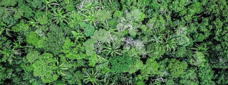 Bolivia Protects 2.2M Acres With Indigenous-Led Plan - Image 2