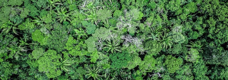 Bolivia Protects 2.2M Acres With Indigenous-Led Plan