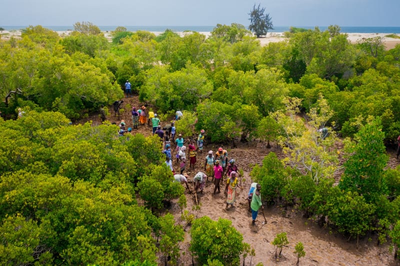 California NGO Helps Plant 1 Million Mangroves in Kenya - Image 4