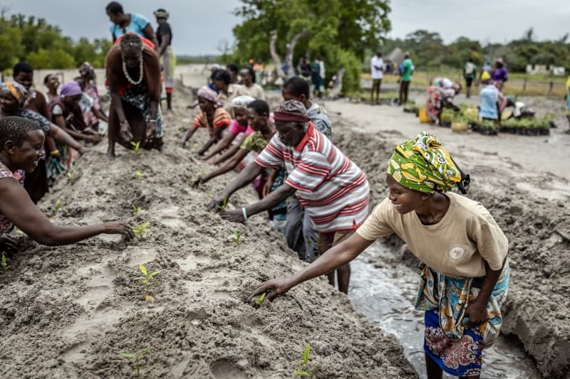 California NGO Helps Plant 1 Million Mangroves in Kenya - Image 5