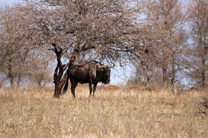 Kruger National Park Races to Reopen After Historic Floods - Image 2