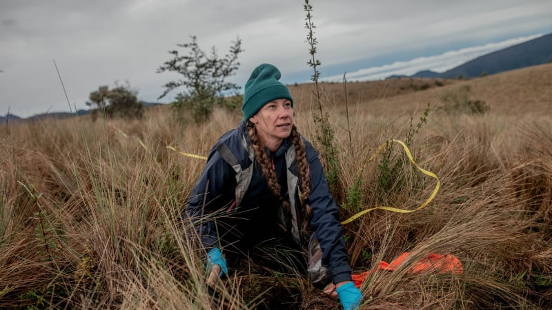 Scientists Map Hidden Fungal Networks That Store Carbon