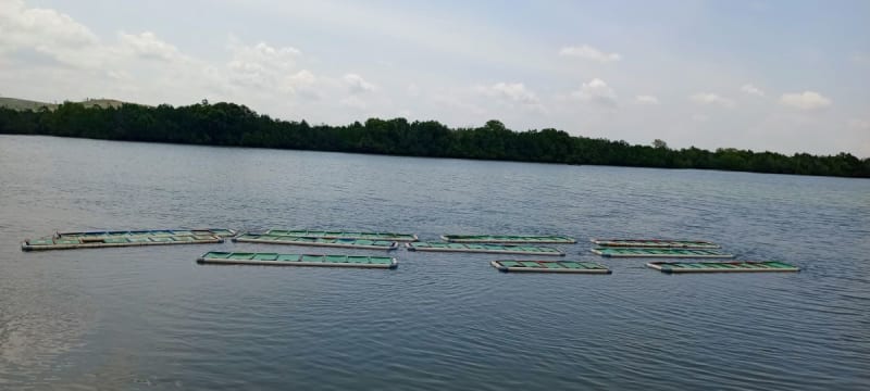 Kenya Women Farm Crabs, Plant 1M Trees to Heal Coast - Image 2