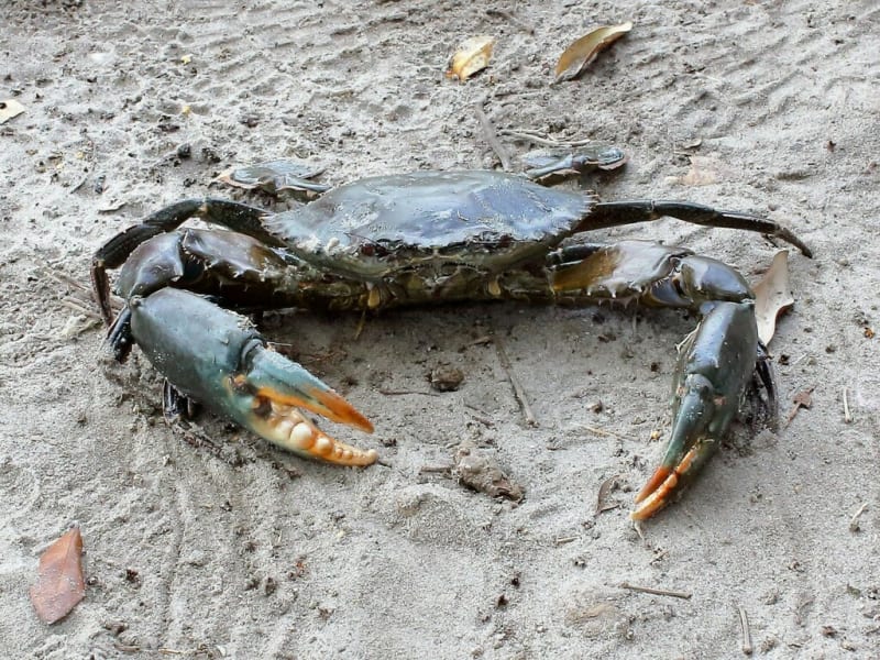 Kenya Women Farm Crabs, Plant 1M Trees to Heal Coast