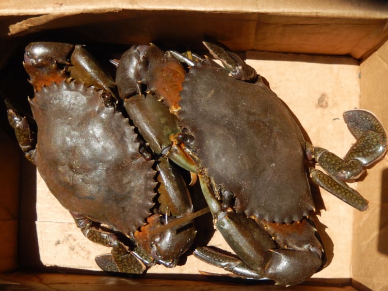 Kenya Women Farm Crabs, Plant 1M Trees to Heal Coast - Image 3