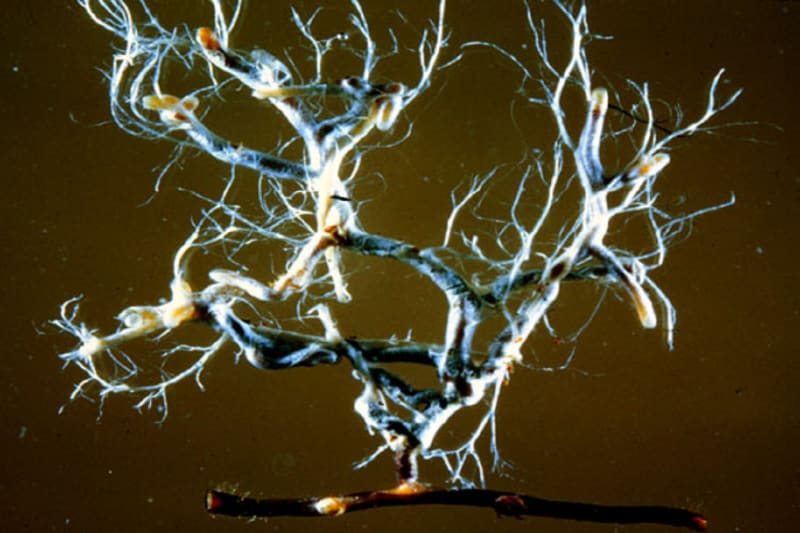 Scientists Map Hidden Fungal Networks That Store Carbon - Image 5