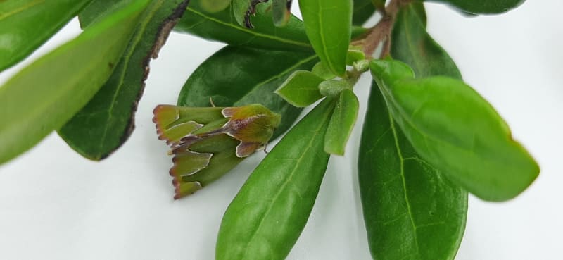 Emerald Moth Rediscovered After 148 Years by Photo Sleuths