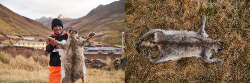 Peruvian Women Turn Puma Predators Into Partners - Image 4