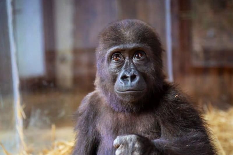 Global Push Grows to Save Trafficked Gorilla Zeytin - Image 2