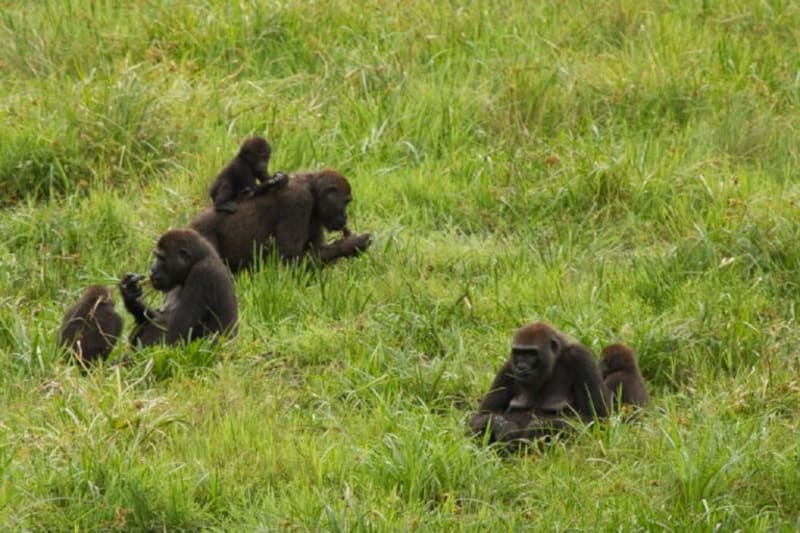 Global Push Grows to Save Trafficked Gorilla Zeytin - Image 4