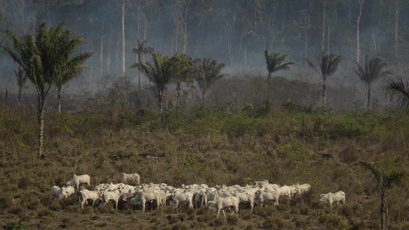 Brazil Builds Free Map to Help Farmers Fight Deforestation