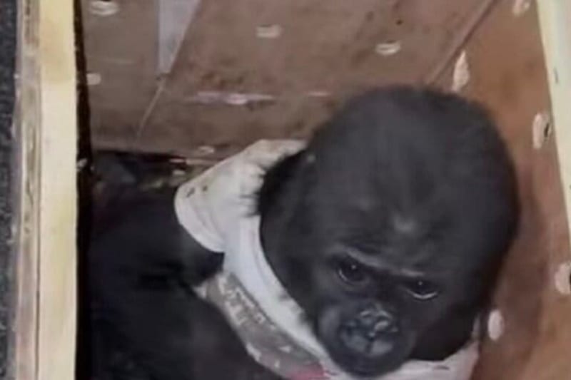 Global Push Grows to Save Trafficked Gorilla Zeytin - Image 5