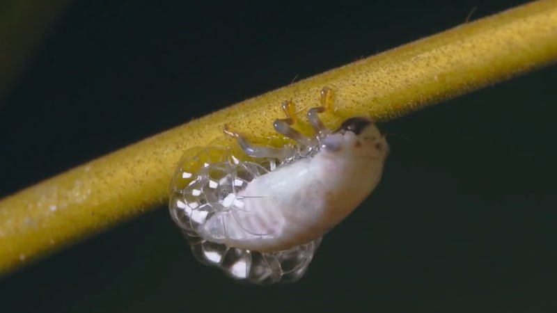 Tiny froghopper insect surrounded by protective foam bubbles on green rainforest plant