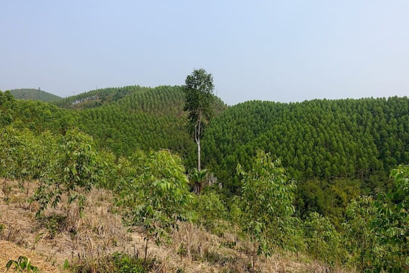 Community-Led Carbon Projects Show Promise in Global South - Image 2