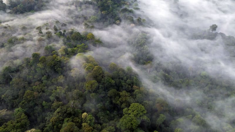 Forests Cool Cities by 4°C and Save Thousands of Lives - Image 4
