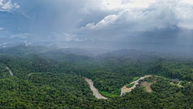 Forests Cool Cities by 4°C and Save Thousands of Lives - Image 5
