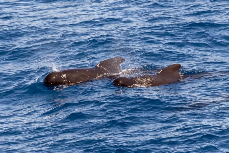 North Atlantic Whales Show 60% Drop in Forever Chemicals