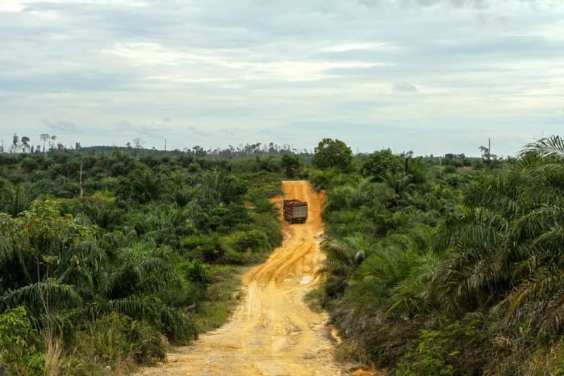 Indonesia Moves Families to Restore Sumatran Wildlife Haven - Image 2