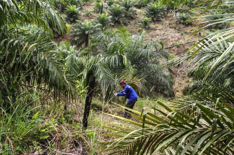 Indonesia Moves Families to Restore Sumatran Wildlife Haven - Image 4