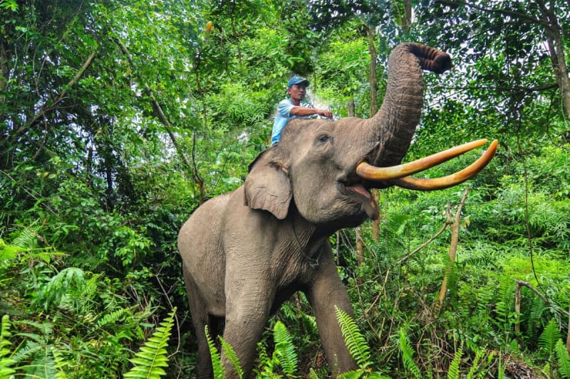 Dense green rainforest canopy in Indonesia's Tesso Nilo National Park, home to endangered wildlife